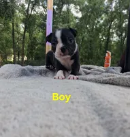 Boy, a male Boston Terrier for sale in Branford, FL – 1 of 2