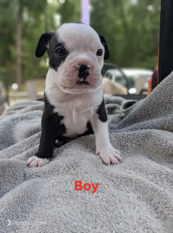 Boy – Boston Terrier puppy for sale in Branford, FL