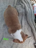 Boy, a male Boston Terrier for sale in Branford, FL – 1 of 2