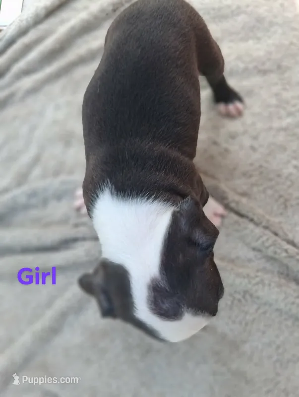 Girl – Boston Terrier puppy for sale in Branford, FL