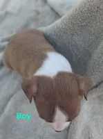 Boy, a male Boston Terrier for sale in Branford, FL – 1 of 2