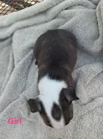 Girl, a female Boston Terrier for sale in Branford, FL – 2 of 2