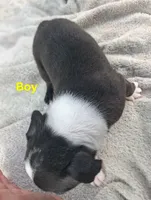 Boy, a male Boston Terrier for sale in Branford, FL – 2 of 2