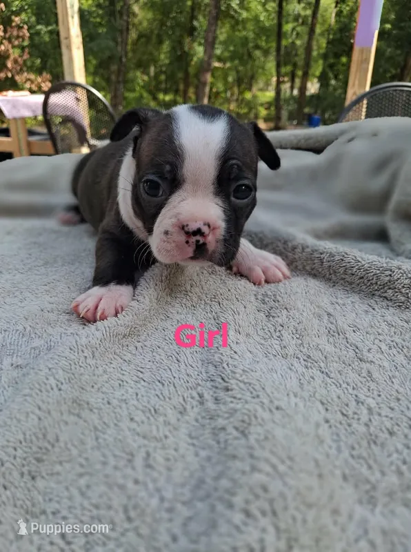 Girl – Boston Terrier puppy for sale in Branford, FL