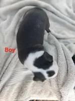 Boy, a male Boston Terrier for sale in Branford, FL – 2 of 2