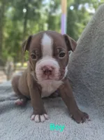 Boy, a male Boston Terrier for sale in Branford, FL – 2 of 2