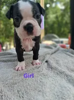Girl, a female Boston Terrier for sale in Branford, FL – 2 of 2