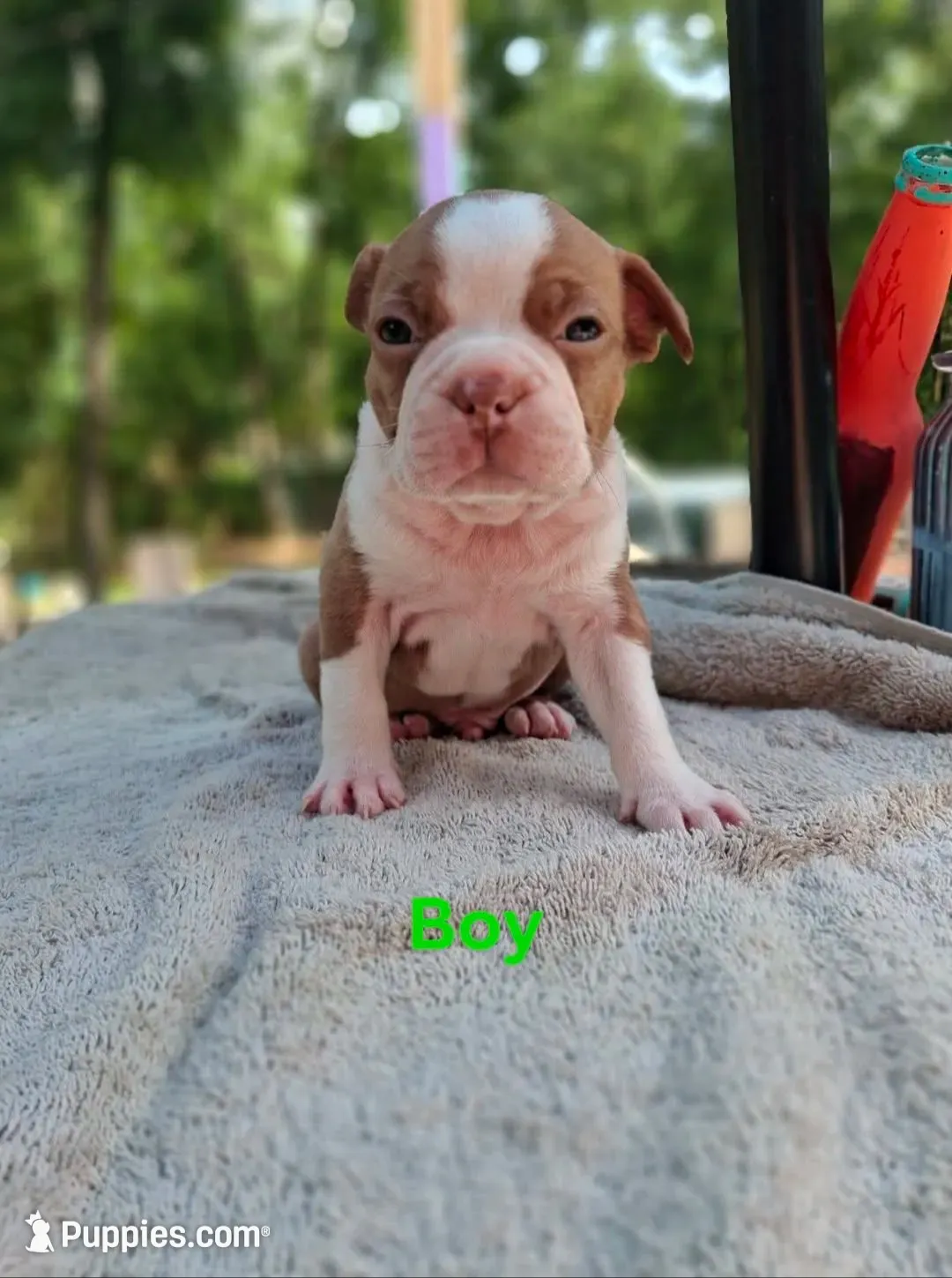 Boy, a male Boston Terrier for sale in Branford, FL – 1 of 3