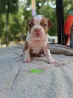 Boy, a male Boston Terrier for sale in Branford, FL – 2 of 2