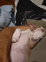 Boy, a male Boston Terrier for sale in Branford, FL – 3 of 3