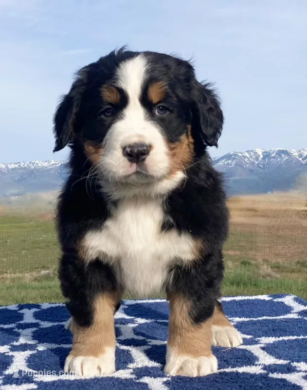 Poppy  – Bernese Mountain Dog puppy for sale in Weston, ID