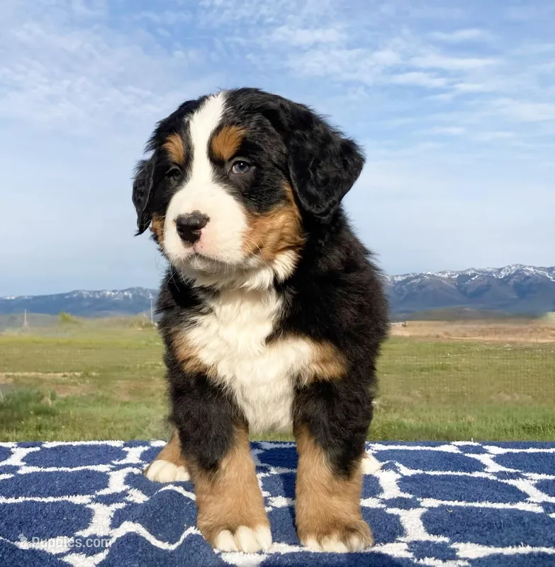 Daffy  – Bernese Mountain Dog puppy for sale in Weston, ID