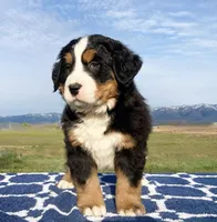 Daffy , a female Bernese Mountain Dog for sale in Weston, ID – 1 of 2