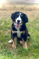 Daisy , a female Bernese Mountain Dog for sale in Weston, ID – 3 of 4