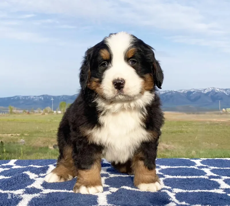 Finn, a male Bernese Mountain Dog for sale in Weston, ID – 1 of 2