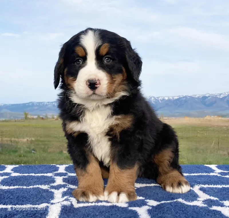 Neo – Bernese Mountain Dog puppy for sale in Weston, ID