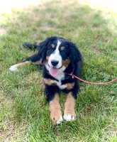 Daisy , a female Bernese Mountain Dog for sale in Weston, ID – 4 of 4