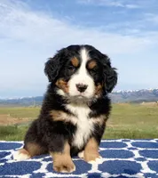 Daisy , a female Bernese Mountain Dog for sale in Weston, ID – 1 of 2