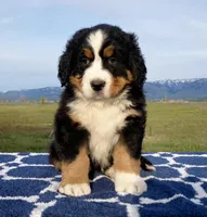 Rey, a male Bernese Mountain Dog for sale in Weston, ID – 1 of 2