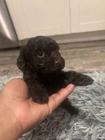 Bruno, a male Poodle - Miniature  for sale in Lubbock, TX – 7 of 10