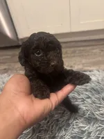 Bruno, a male Poodle - Miniature  for sale in Lubbock, TX – 5 of 10