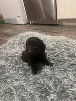 Bruno, a male Poodle - Miniature  for sale in Lubbock, TX – 9 of 10