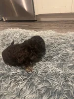 Roxy, a female Poodle - Miniature  for sale in Lubbock, TX – 3 of 10