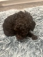 Bella, a female Poodle - Miniature  for sale in Lubbock, TX – 6 of 8