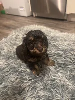 Roxy, a female Poodle - Miniature  for sale in Lubbock, TX – 8 of 10