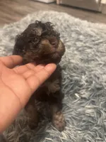 Duke , a male Poodle - Miniature  for sale in Lubbock, TX – 5 of 9