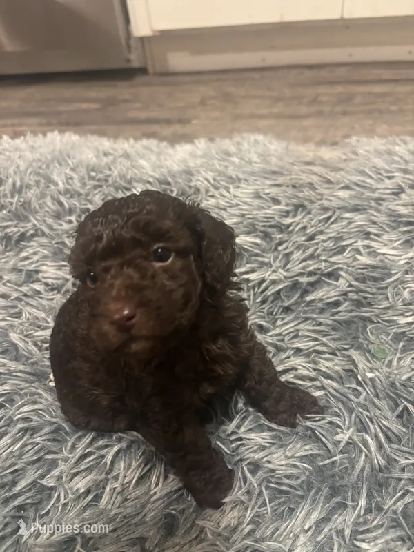 Nugget  – Poodle - Miniature  puppy for sale in Lubbock, TX