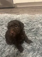 Nugget , a male Poodle - Miniature  for sale in Lubbock, TX – 1 of 6