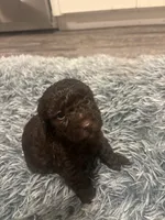 Nugget , a male Poodle - Miniature  for sale in Lubbock, TX – 5 of 6