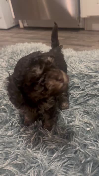 Duke , a male Poodle - Miniature  for sale in Lubbock, TX – 4 of 9