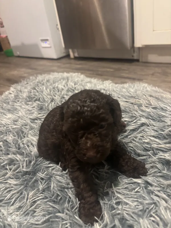 Bella – Poodle - Miniature  puppy for sale in Lubbock, TX