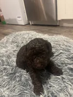 Bella, a female Poodle - Miniature  for sale in Lubbock, TX – 1 of 8