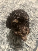 Roxy, a female Poodle - Miniature  for sale in Lubbock, TX – 10 of 10
