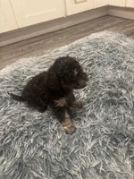 Duke , a male Poodle - Miniature  for sale in Lubbock, TX – 6 of 9