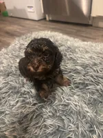 Roxy, a female Poodle - Miniature  for sale in Lubbock, TX – 5 of 10