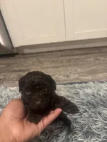 Bruno, a male Poodle - Miniature  for sale in Lubbock, TX – 10 of 10