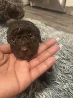 Nugget , a male Poodle - Miniature  for sale in Lubbock, TX – 3 of 6