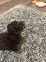 Roxy, a female Poodle - Miniature  for sale in Lubbock, TX – 9 of 10