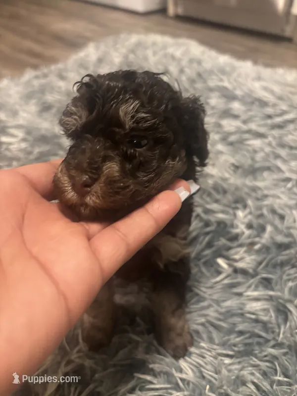 Duke  – Poodle - Miniature  puppy for sale in Lubbock, TX