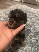 Duke , a male Poodle - Miniature  for sale in Lubbock, TX – 1 of 9