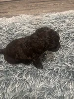 Bruno, a male Poodle - Miniature  for sale in Lubbock, TX – 2 of 10