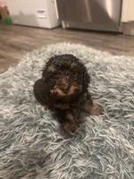 Roxy, a female Poodle - Miniature  for sale in Lubbock, TX – 2 of 10
