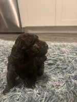 Bella, a female Poodle - Miniature  for sale in Lubbock, TX – 3 of 8