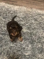 Roxy, a female Poodle - Miniature  for sale in Lubbock, TX – 4 of 10