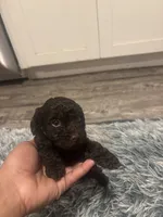 Bruno, a male Poodle - Miniature  for sale in Lubbock, TX – 4 of 10