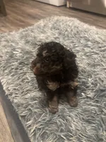 Duke , a male Poodle - Miniature  for sale in Lubbock, TX – 8 of 9